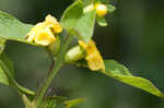 Mullein foxglove